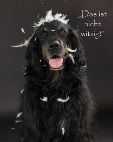 hund tier haustier